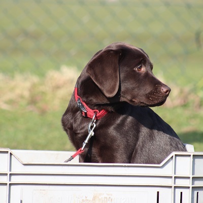 Puppy training