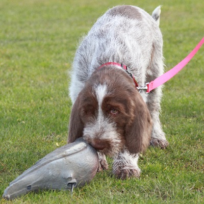 Puppyjachttraining